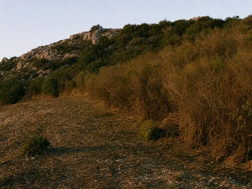 Terrain en pente partiellement débroussaillé, limite nette entre la partie reprise au ras du sol et la friche encore debout