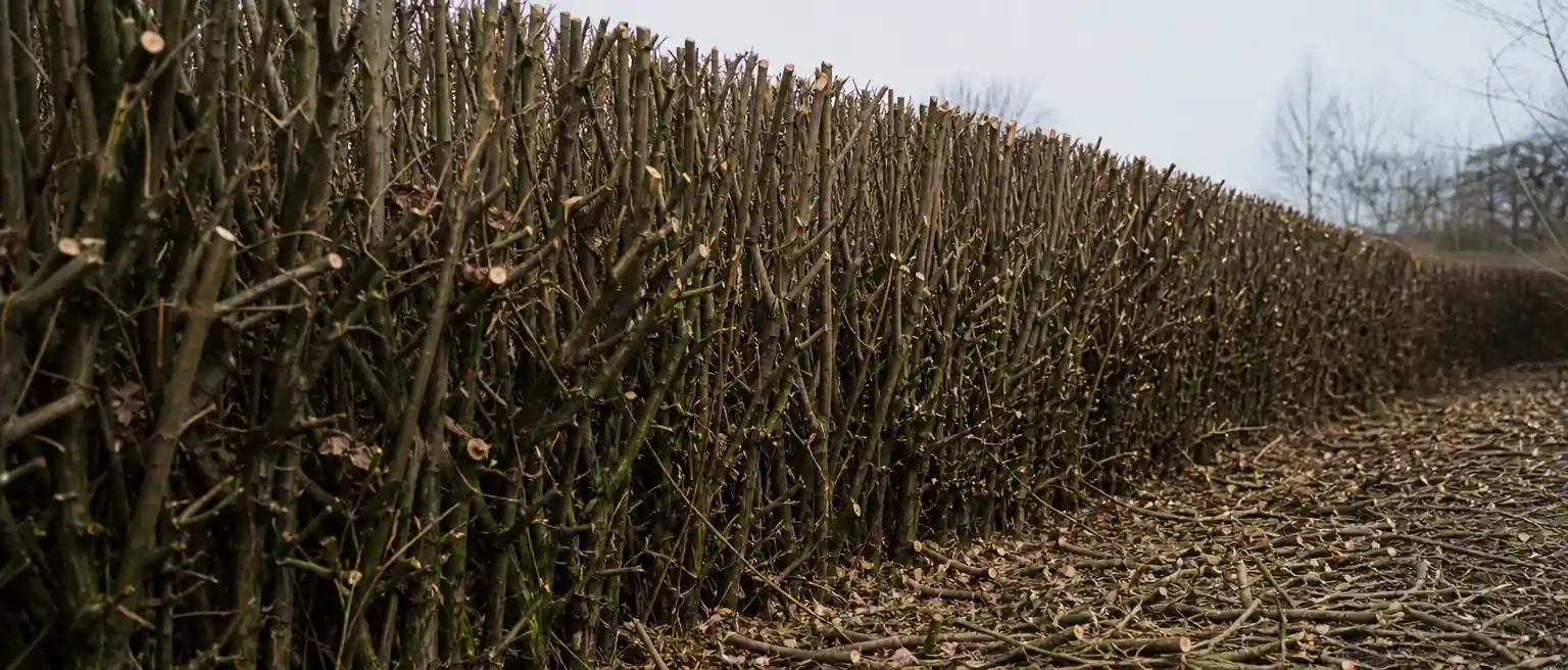 Haie de charme en cours de taille l’hiver, branches nues coupées net