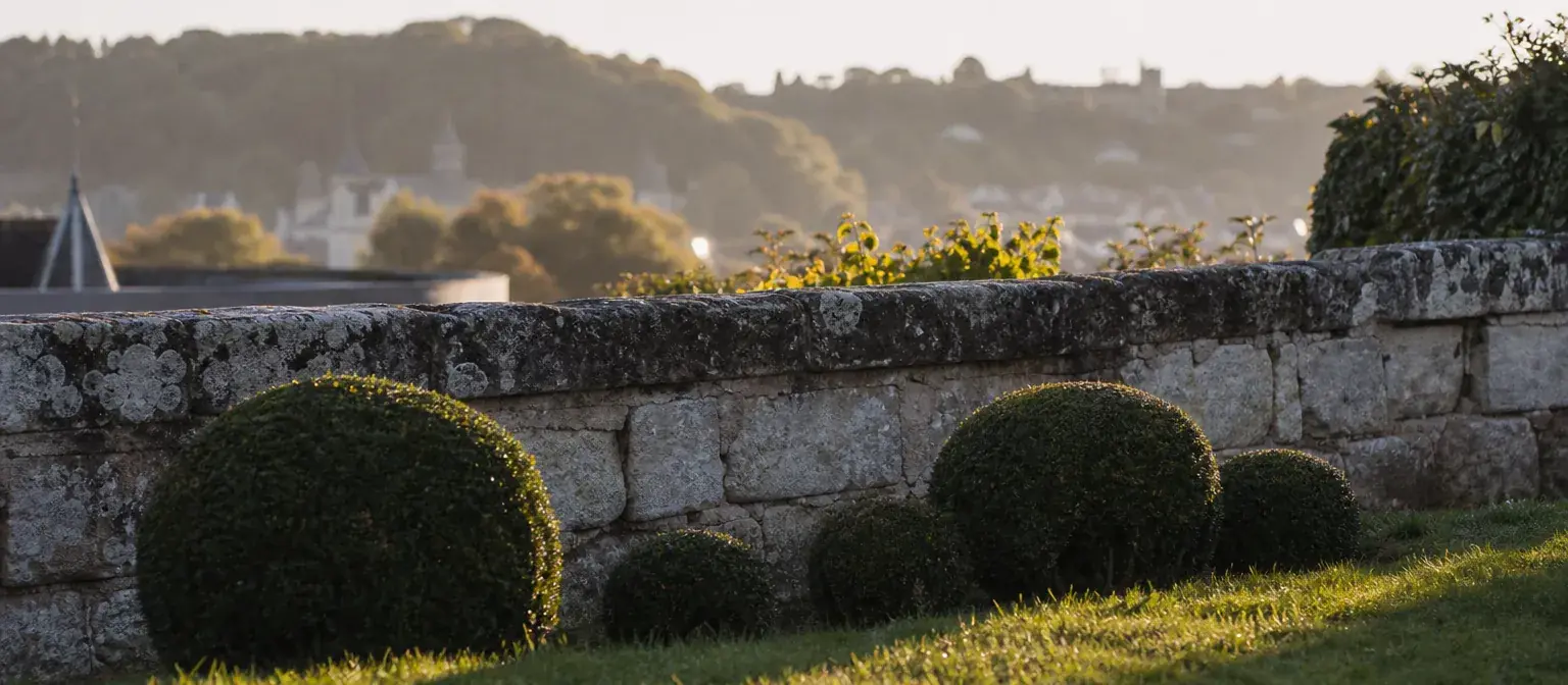 Jardin de bourg à Amboise avec mur de tuffeau ancien et buis taillés en boule au premier plan, silhouette du coteau en arrière-plan flou