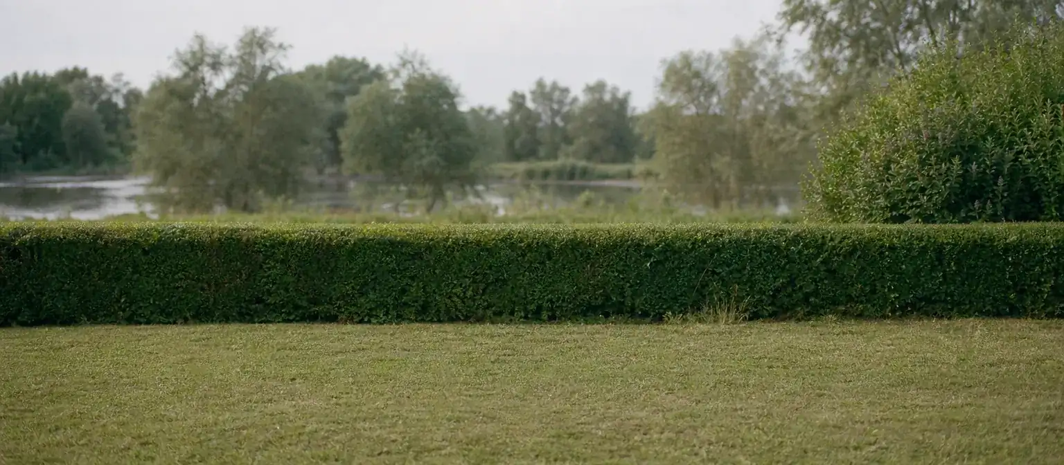 Jardin pavillonnaire de bord de Loire, pelouse tondue et haie basse