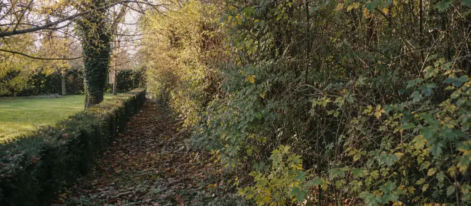Limite entre un jardin entretenu et une lisière boisée à Monnaie, haie champêtre mélangée en premier plan