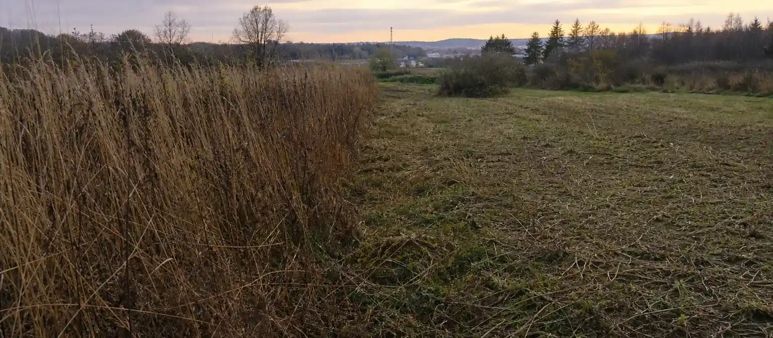 Terrain partiellement débroussaillé montrant la limite nette entre la partie reprise au sol rase et la friche haute encore debout, fin de journée